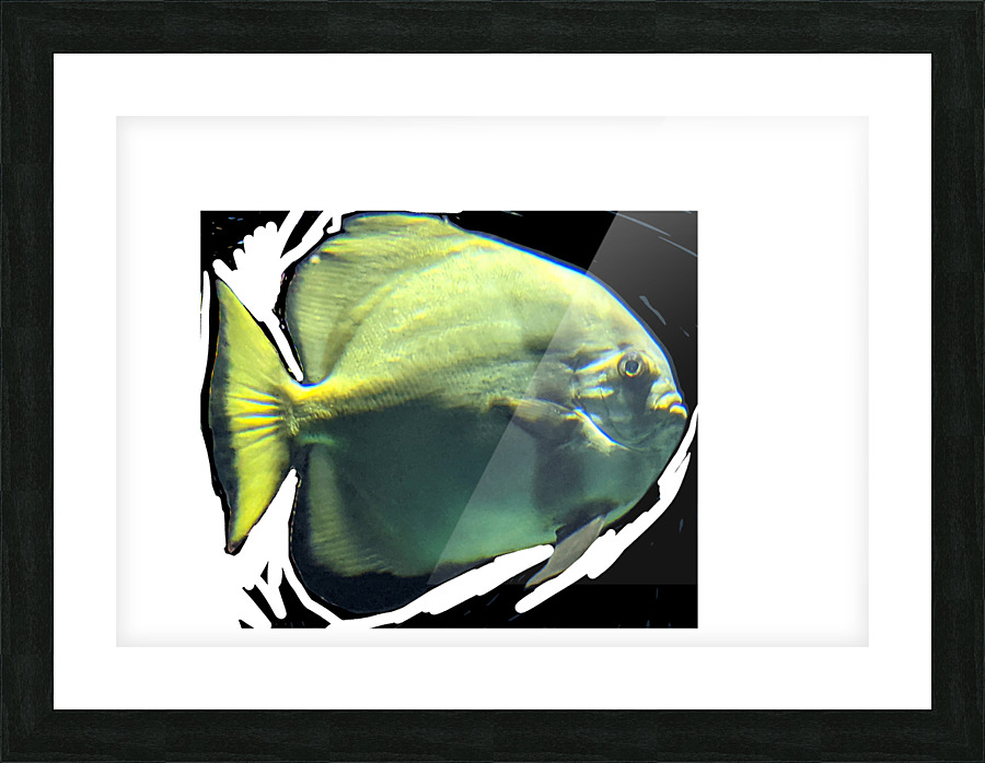 Fish02 Picture Frame print