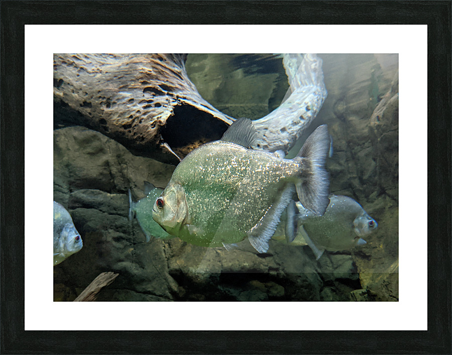 GlitterGreenFish Picture Frame print