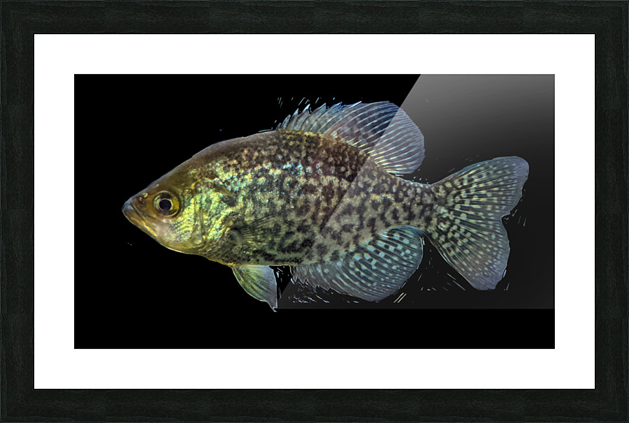 GoldenFish Picture Frame print