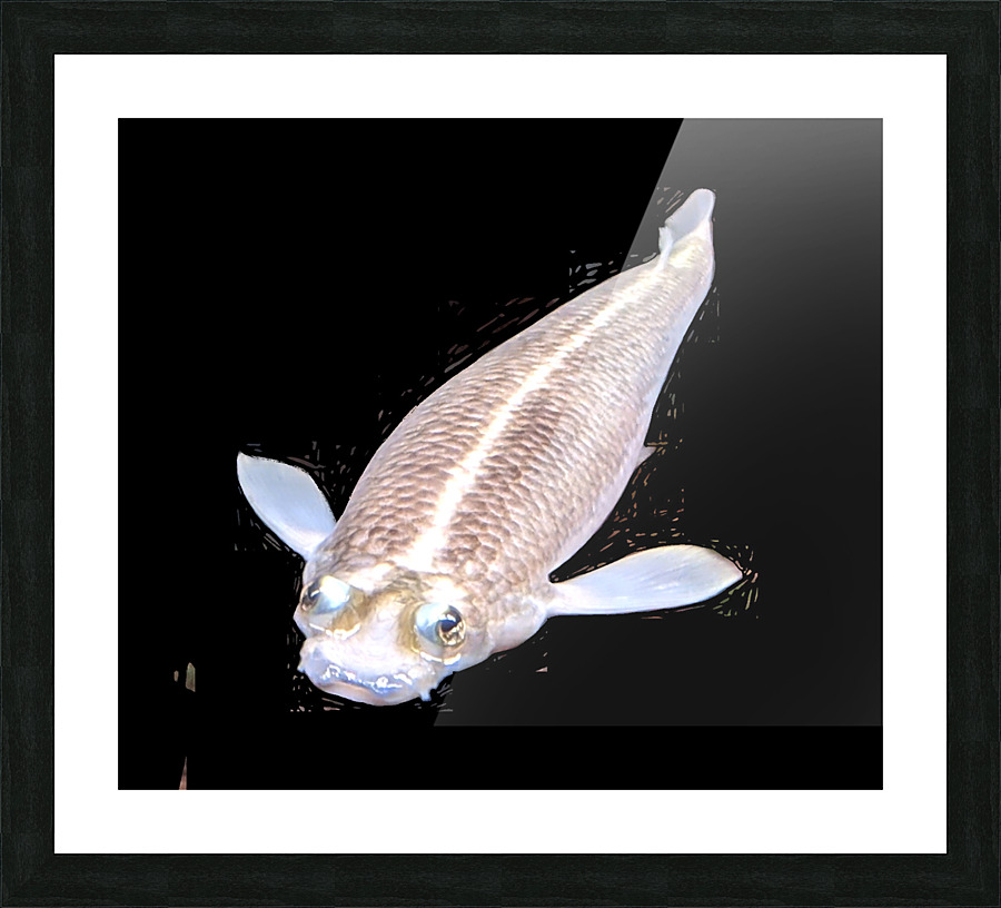 KoiFish3 Picture Frame print