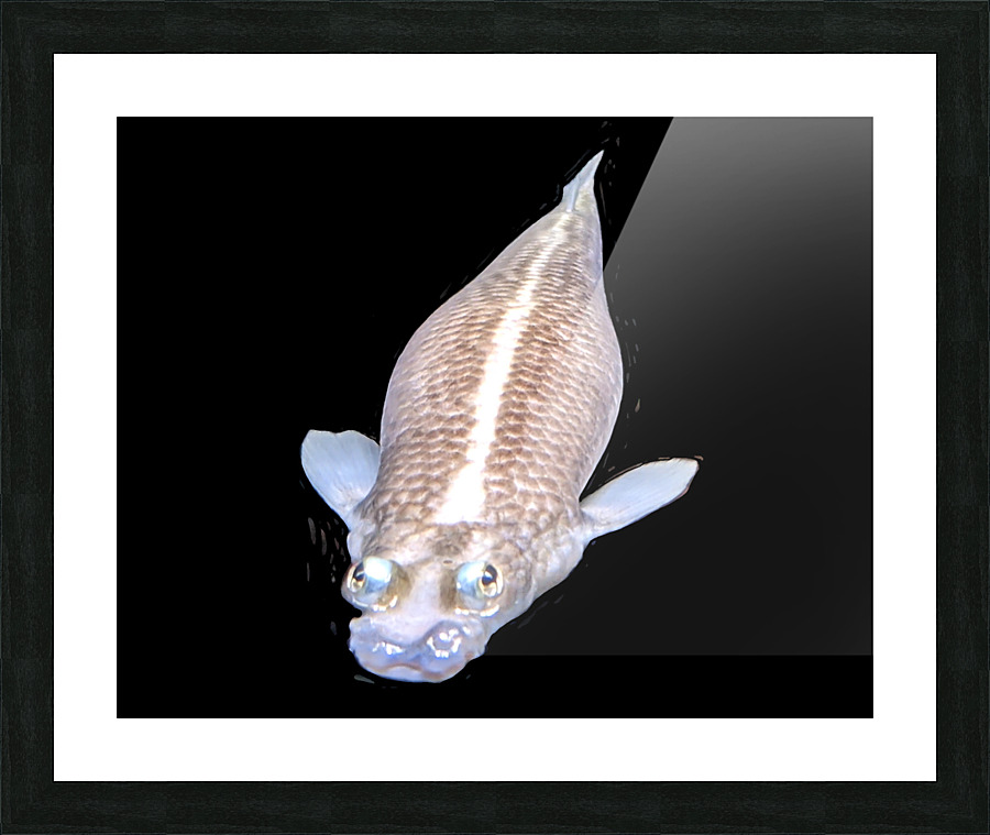 KoiFish2 Picture Frame print