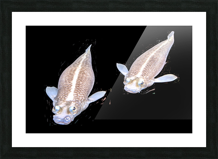 KoiFish1 Picture Frame print