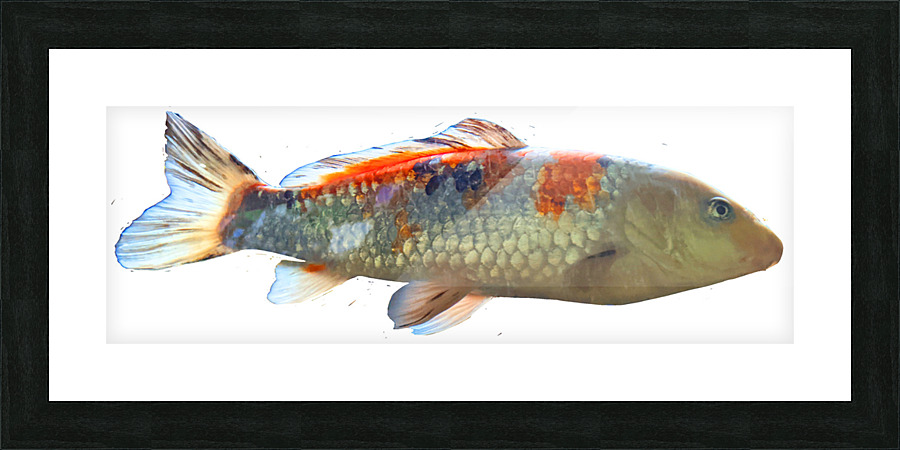 KoiFish Picture Frame print