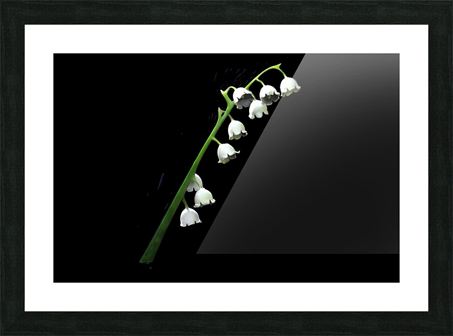 Lilly Picture Frame print