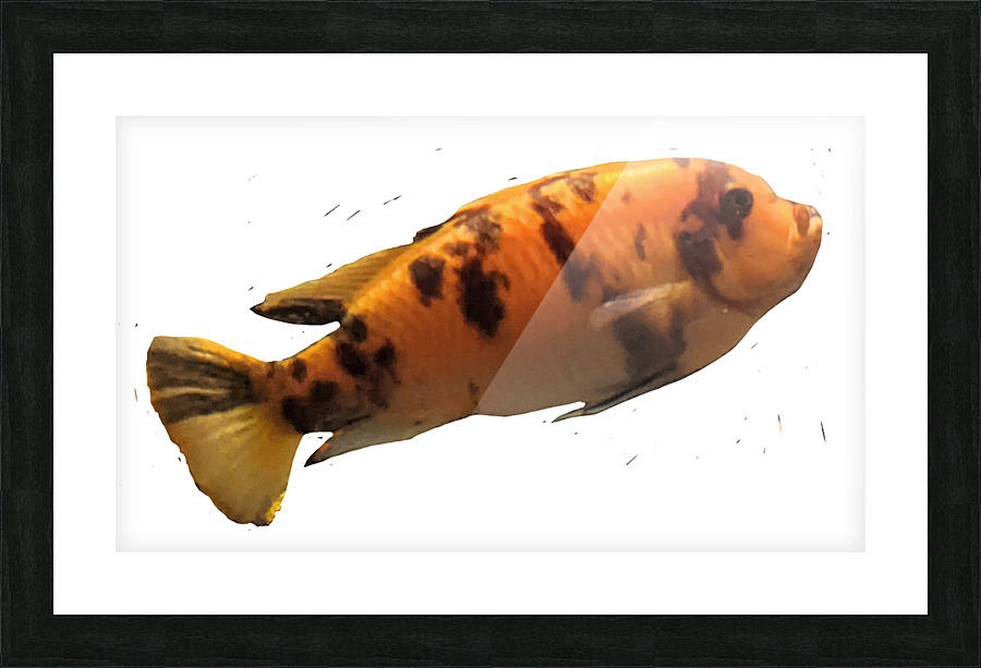 OrangeFish2 Picture Frame print