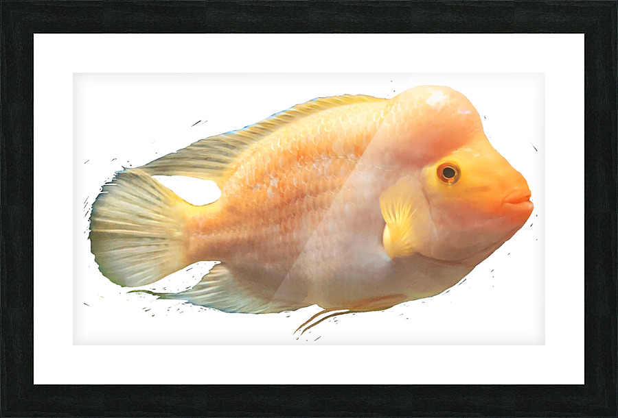 OrangeFishs Picture Frame print