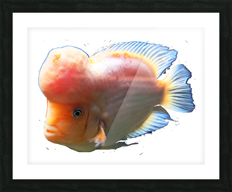 OrangeFishs2 Picture Frame print
