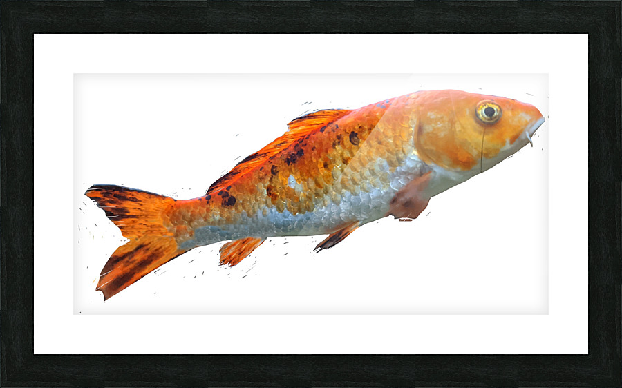 OrangeFish Picture Frame print