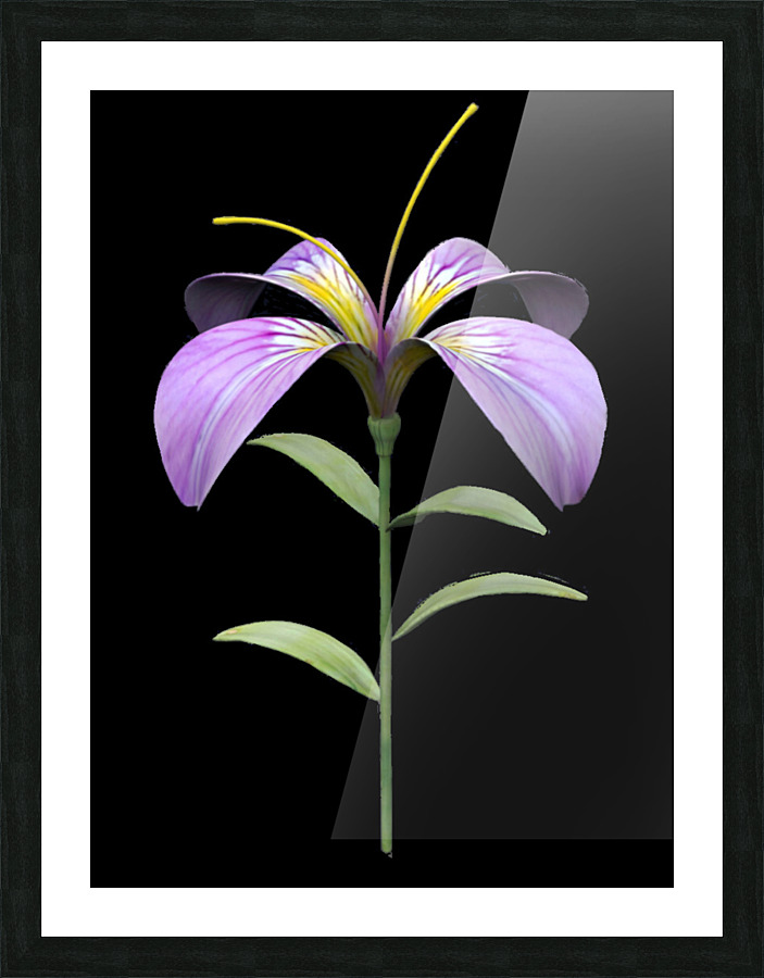 PurpleFlower2 Picture Frame print