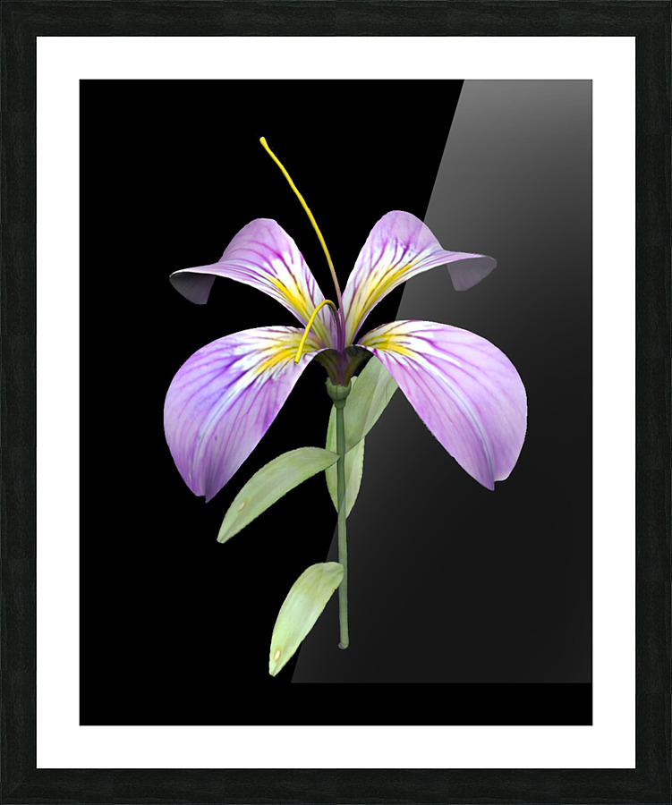 PurpleFlower Picture Frame print