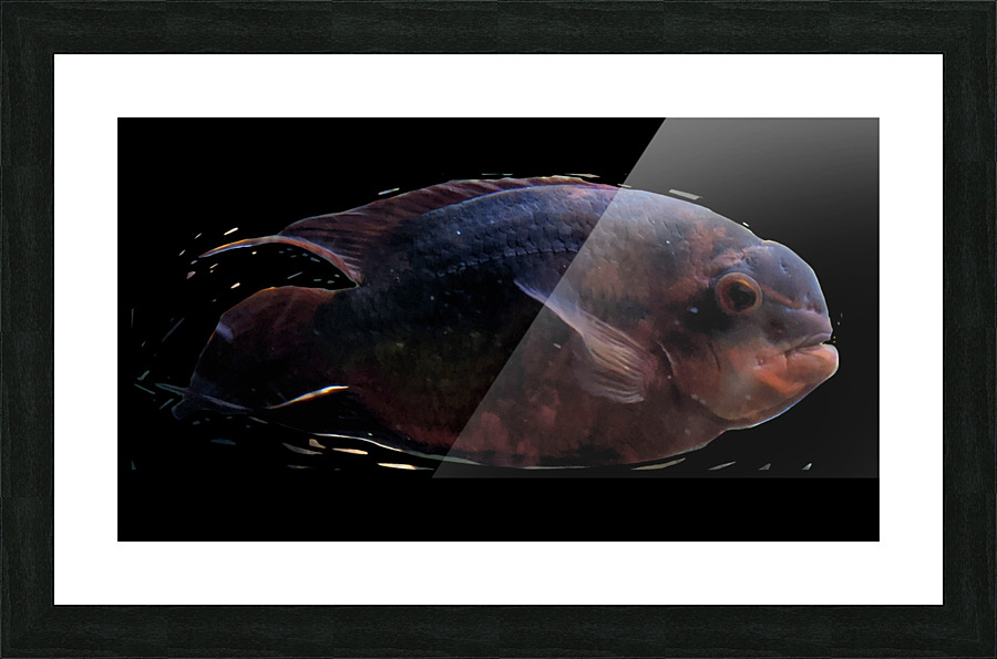 RedBlackFish Picture Frame print