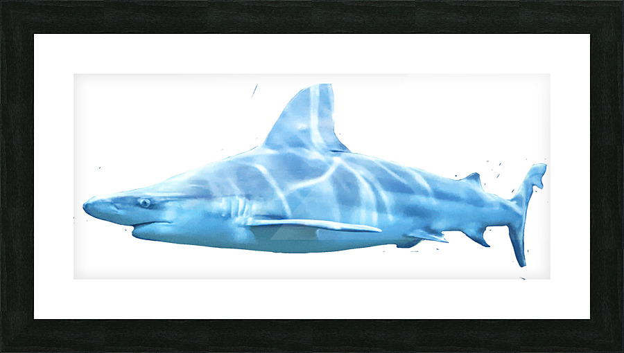 Shark Picture Frame print