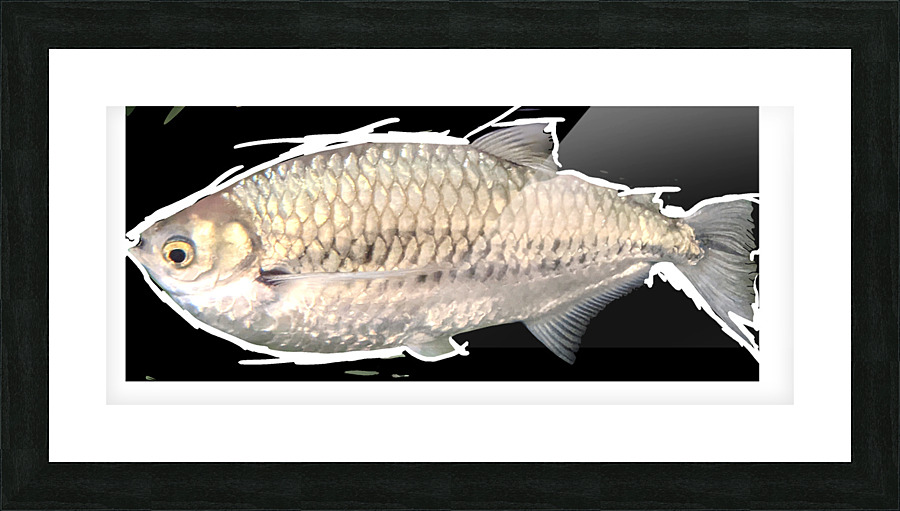 SilverFish Picture Frame print