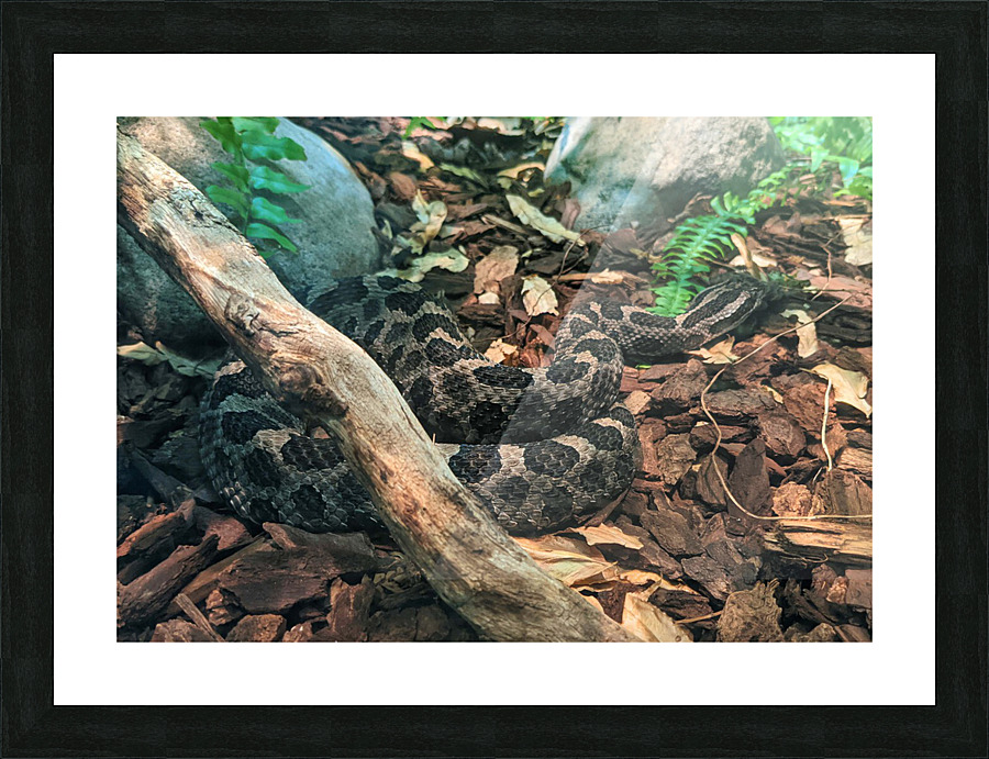 Snake Picture Frame print