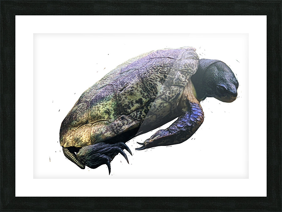 Turtle2 Picture Frame print