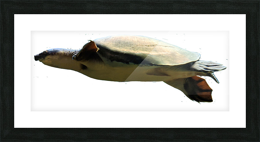 Turtle Picture Frame print