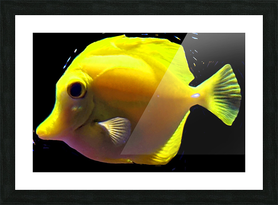 YellowFish3 Picture Frame print