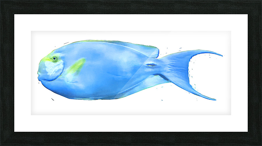 YellowandLightBlueFish Picture Frame print