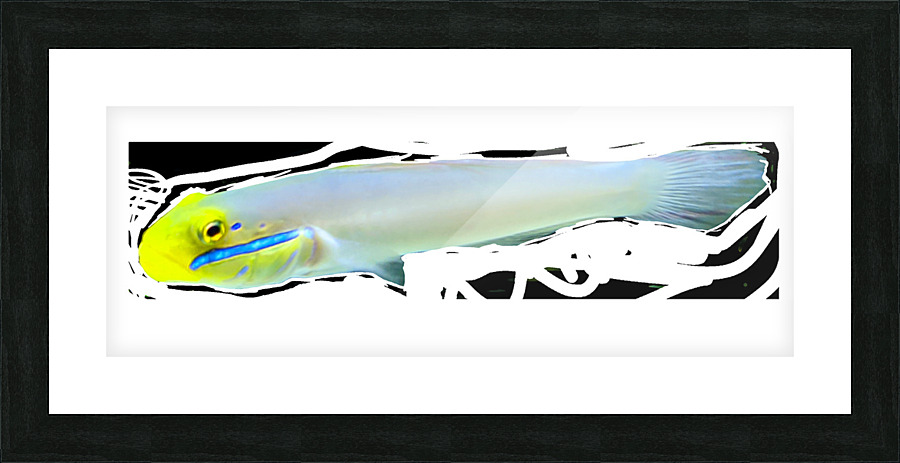 YellowandWhiteFish2 Picture Frame print