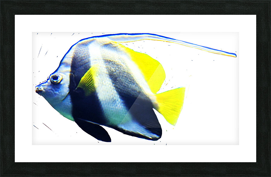 WhiteBlackFishStripe Picture Frame print