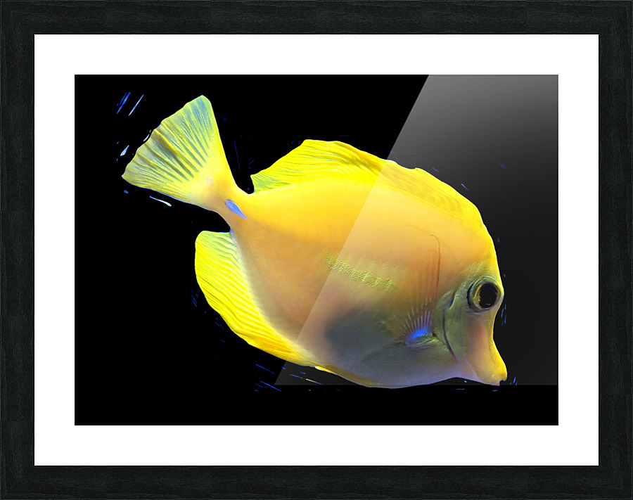 YellowFish Picture Frame print