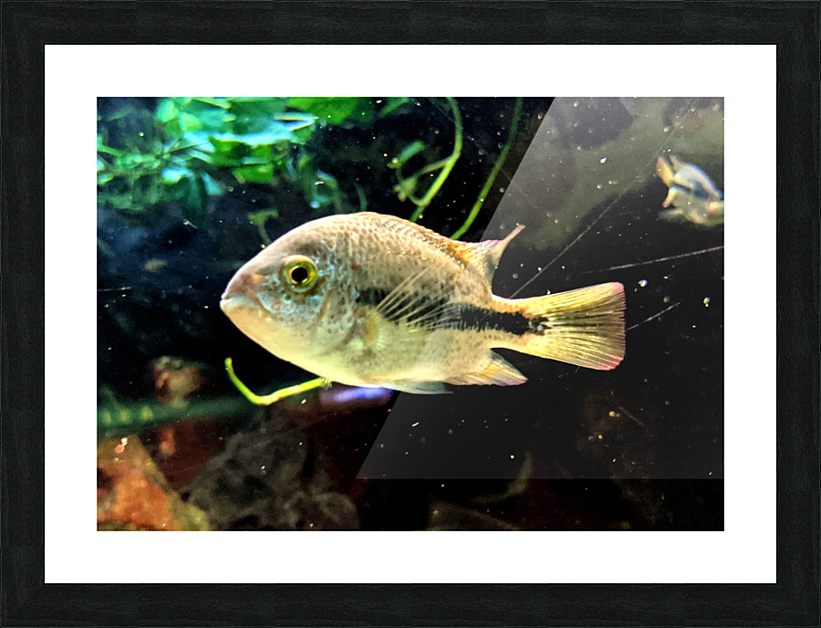 WhiteandBlackFish Picture Frame print