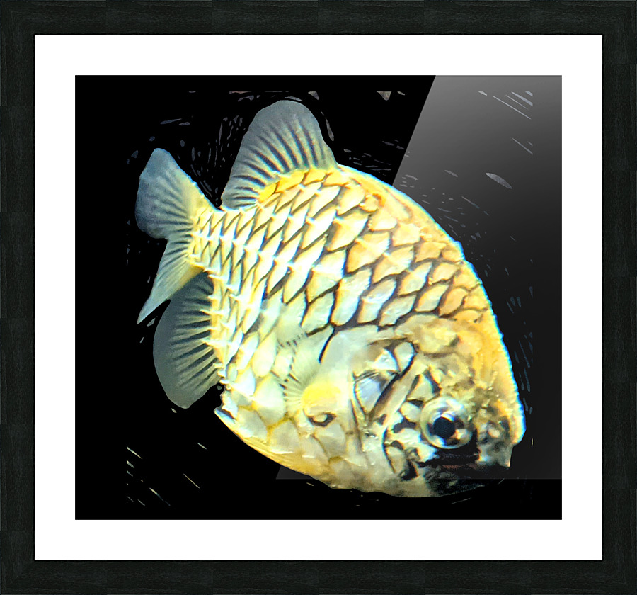YellowFish2 Picture Frame print
