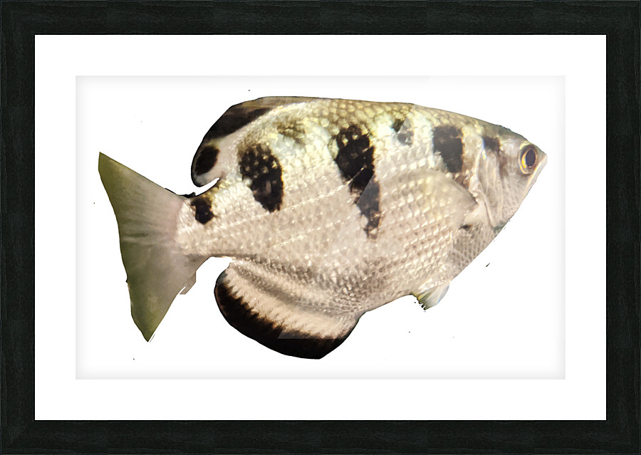 WhiteBlackFish Picture Frame print