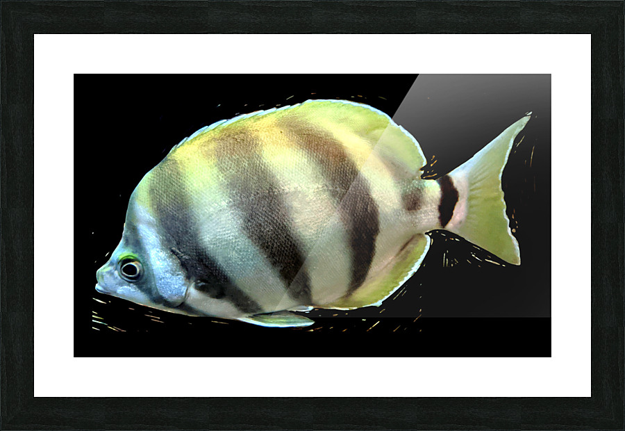 YellowandWhiteFish Picture Frame print