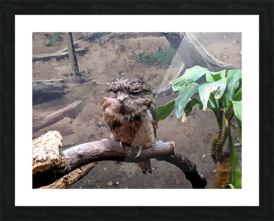 BirdOwl Picture Frame print