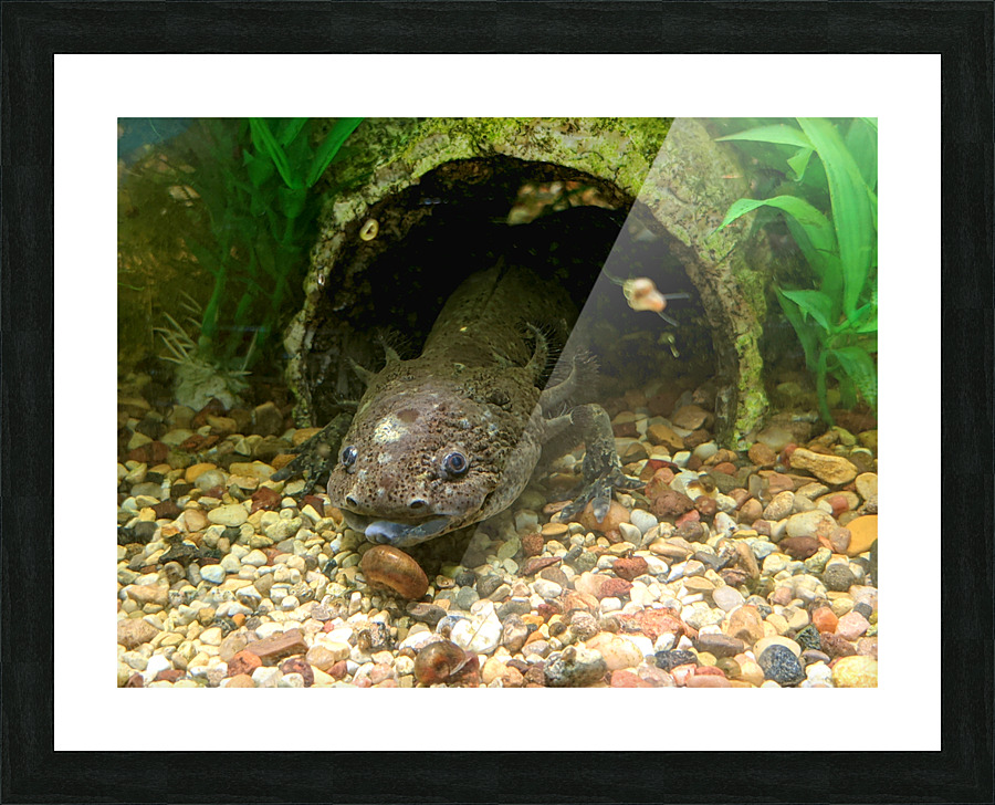 Axoltl Picture Frame print