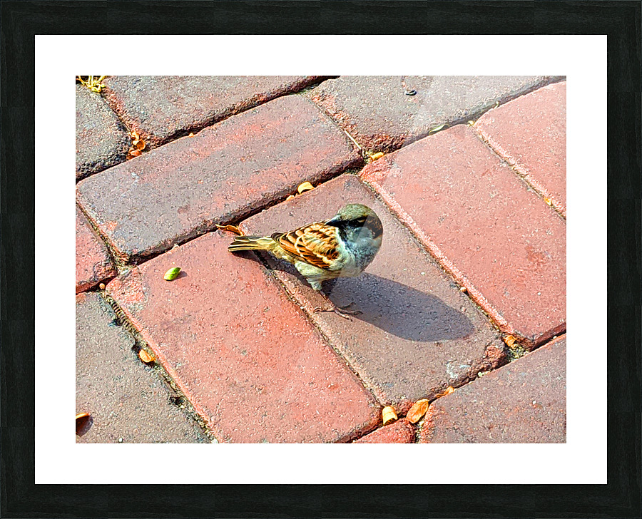 Bird Picture Frame print