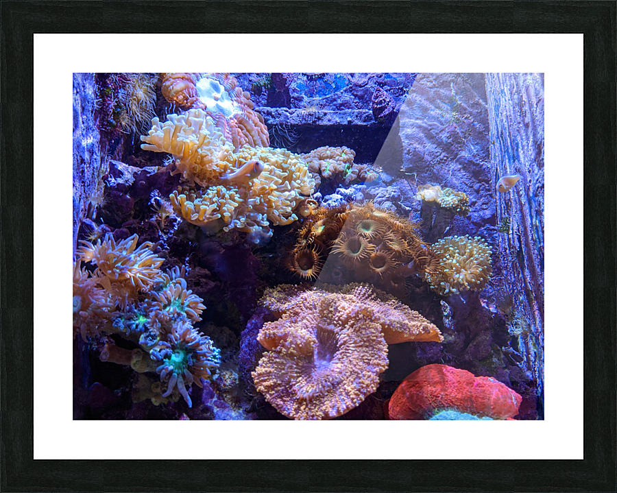 AquariumFishTank2 Picture Frame print