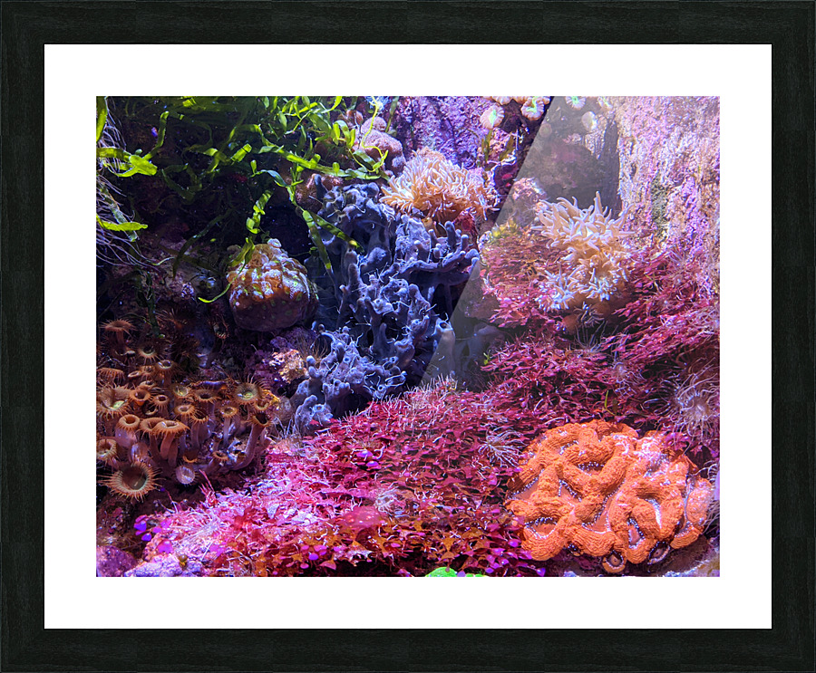 AquariumFishTank Picture Frame print