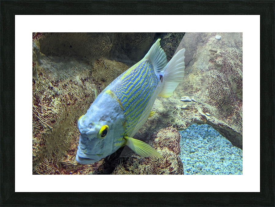 BlueYellowFish Picture Frame print