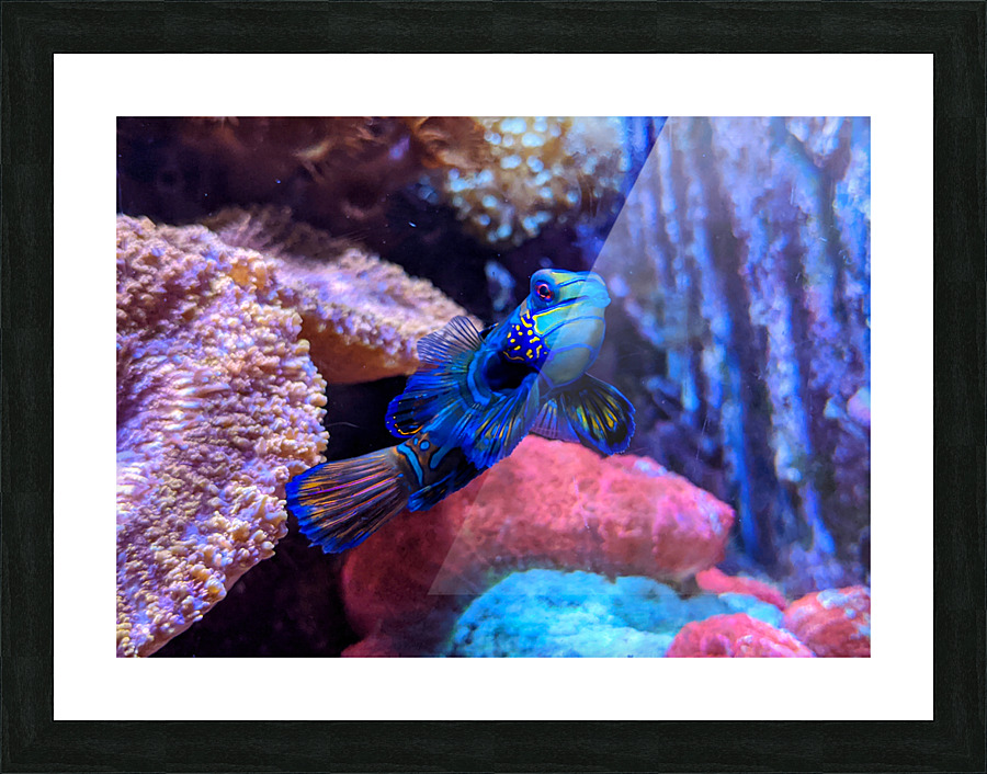 BlueFish Picture Frame print