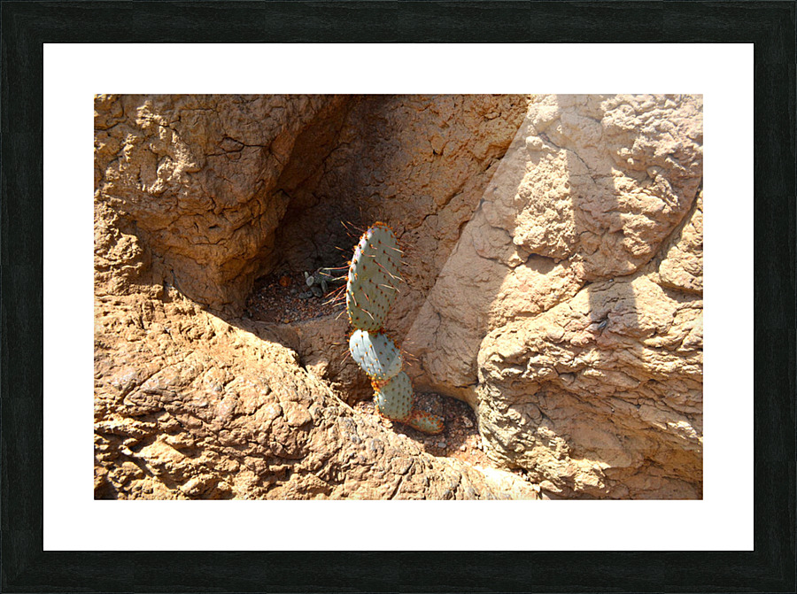 Cactus Picture Frame print