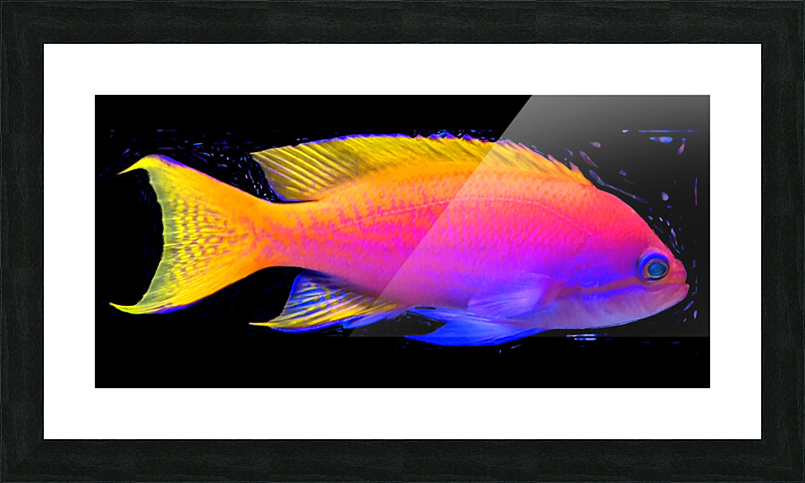 ColorfulFish2 Picture Frame print