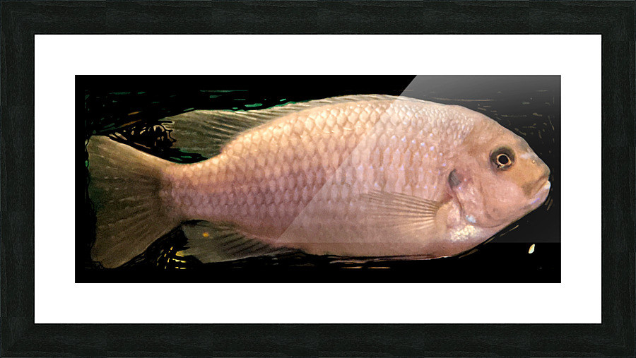 CreamPeachFish Picture Frame print