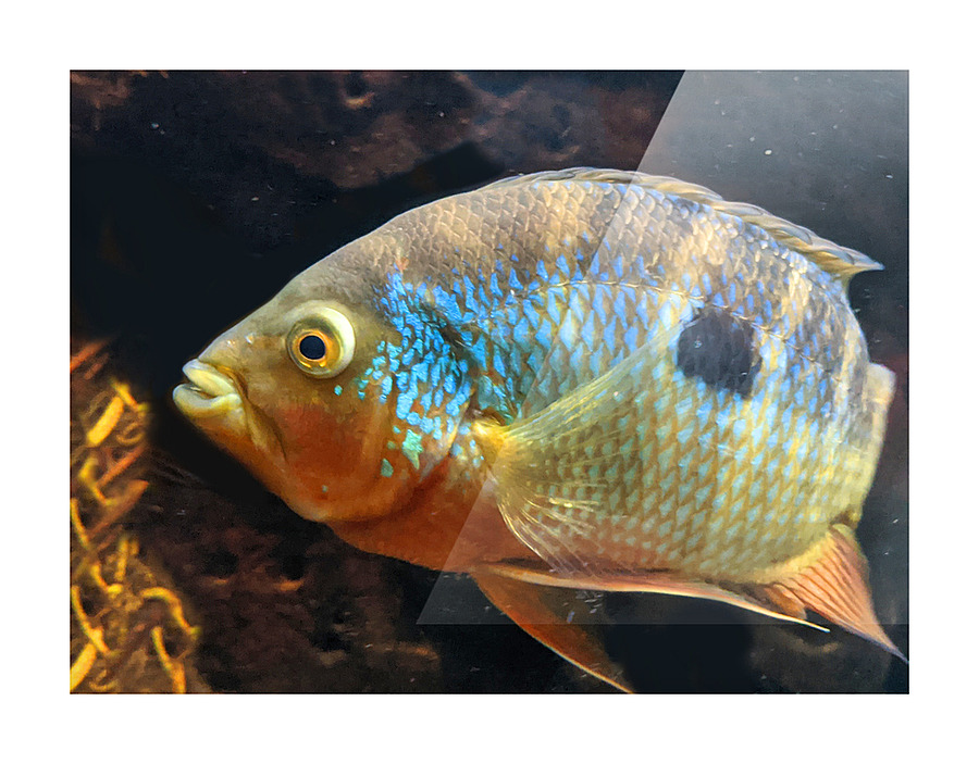 ColorfulFish Picture Frame print