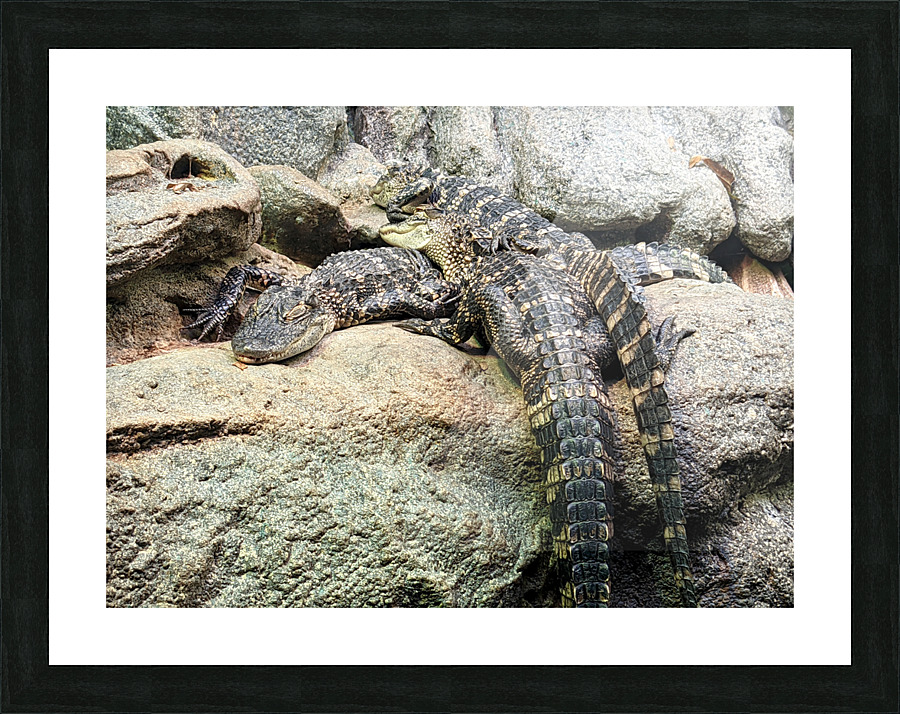 Crocodiles Picture Frame print