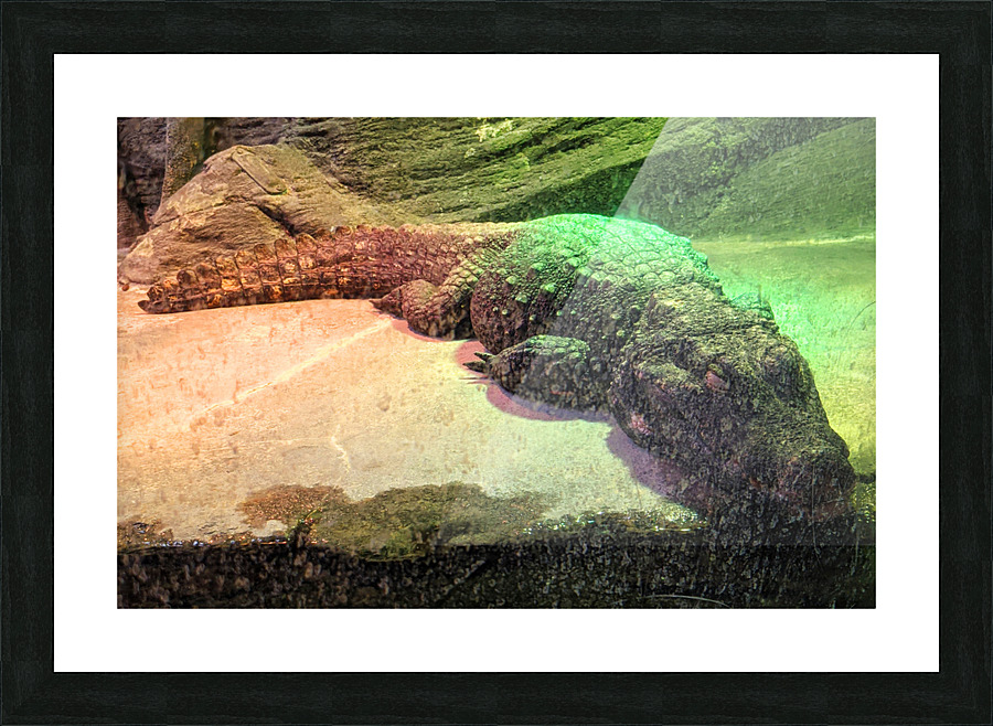 Crocodile Picture Frame print