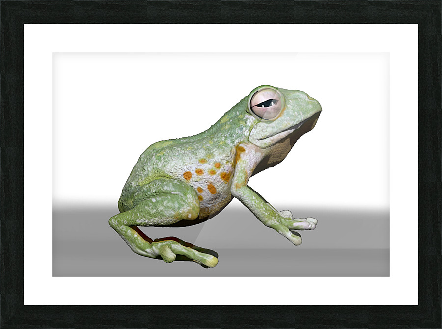 kelly johnson frog6 Picture Frame print
