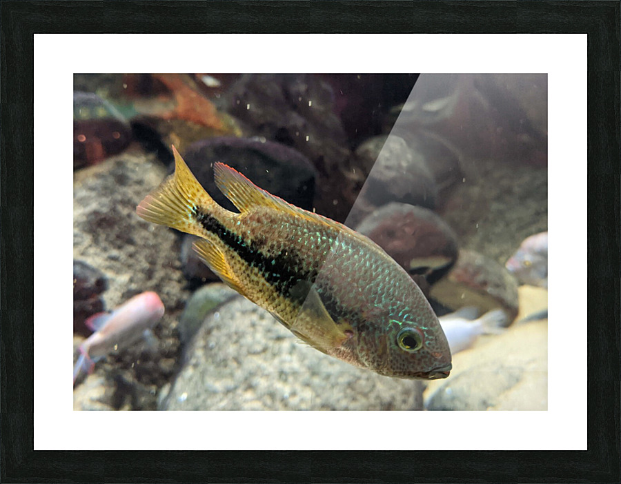 GreenOrangeFish Picture Frame print