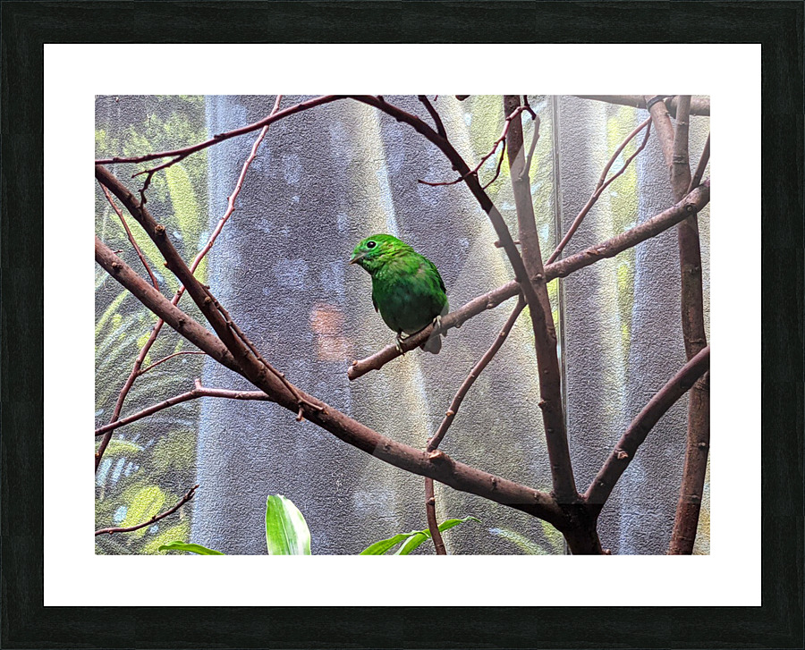 GreenBird Picture Frame print