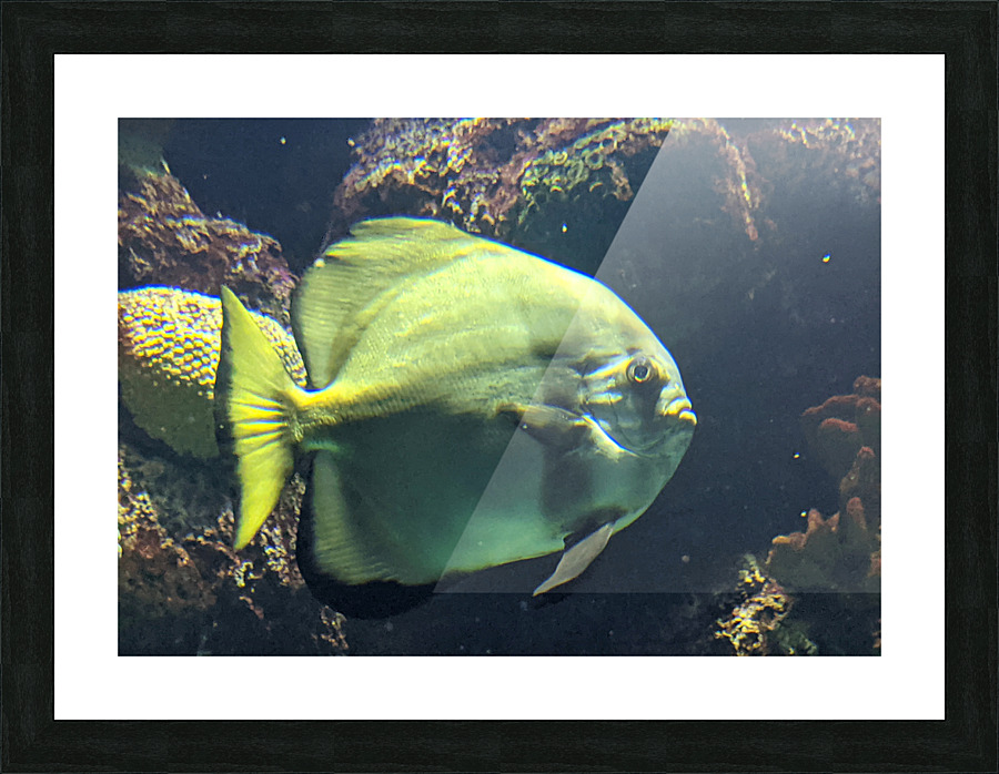 Fish Picture Frame print