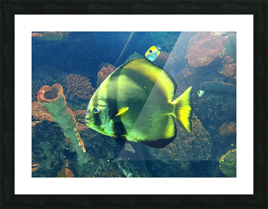 GreenFish Picture Frame print