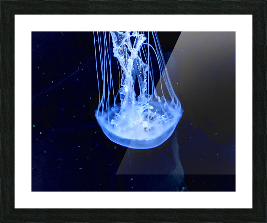 JellyFish Picture Frame print