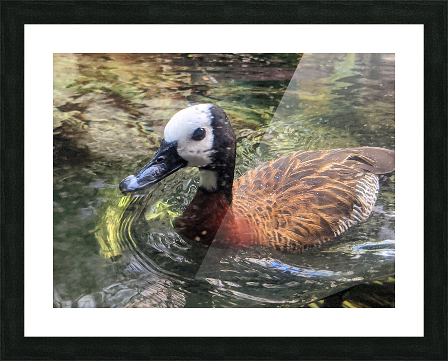 Duck Picture Frame print