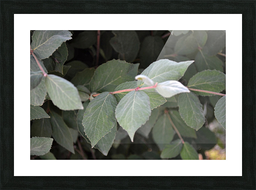 GreenLeaves3 Picture Frame print